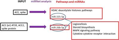 MicroRNAs Bioinformatics Analyses Identifying HDAC Pathway as a Putative Target for Existing Anti‐COVID‐19 Therapeutics